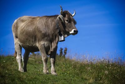 Cow standing in a field