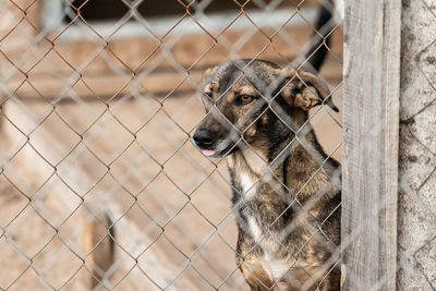 Close-up of dog looking through fence