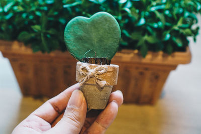 Close-up of hand holding seedling