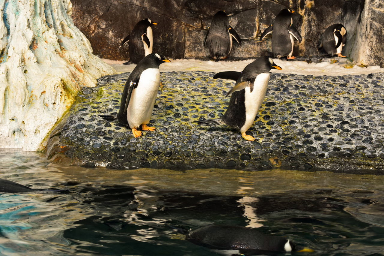 VIEW OF BIRDS ON ROCK