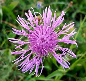 Close-up of purple flower blooming outdoors