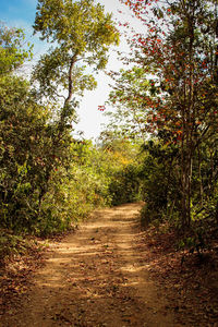 Dirt road amidst trees in forest