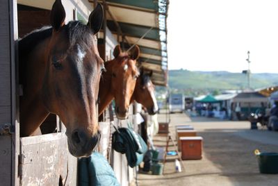 Horses in farm against sky