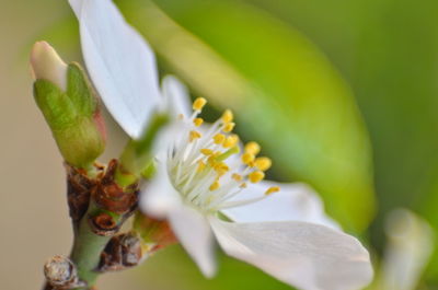 Close-up of white flowers