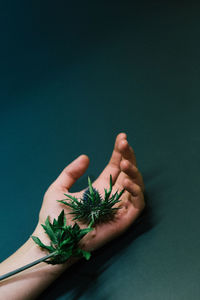 Close-up of hand holding plant against black background