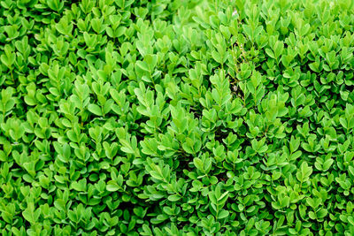 Natural background of many green leaves in shrubs that grow in a hedge or hedgerow in  spring garden