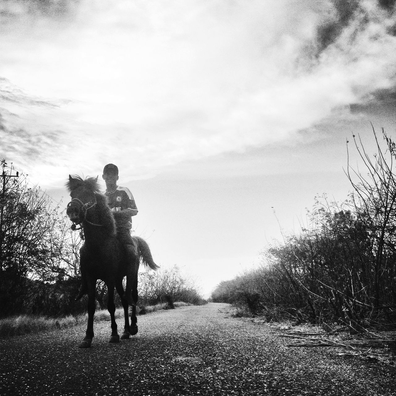 full length, sky, field, rear view, tree, walking, grass, men, domestic animals, dog, standing, lifestyles, the way forward, landscape, cloud - sky, one animal, horse, leisure activity