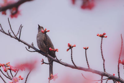 Low angle view of bird perching on tree