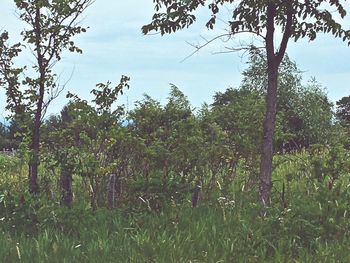 Trees on grassy field