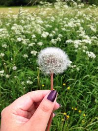 Close-up of dandelion flower