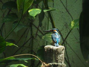 Close-up of bird perching on leaf