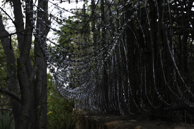 Low angle view of trees in forest