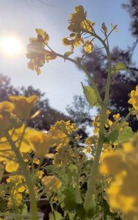 Close up of yellow flowers