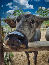 Close-up portrait of a buffalo on field