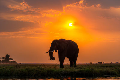 Elephant standing on field during sunset