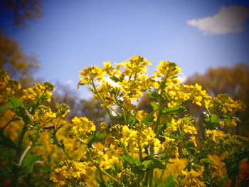 Close-up of fresh yellow flowers blooming in field