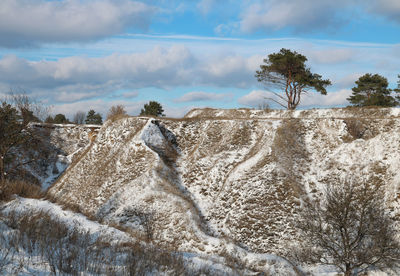 Panoramic shot of trees on field against sky