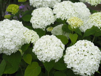 Close-up of white flowers blooming outdoors