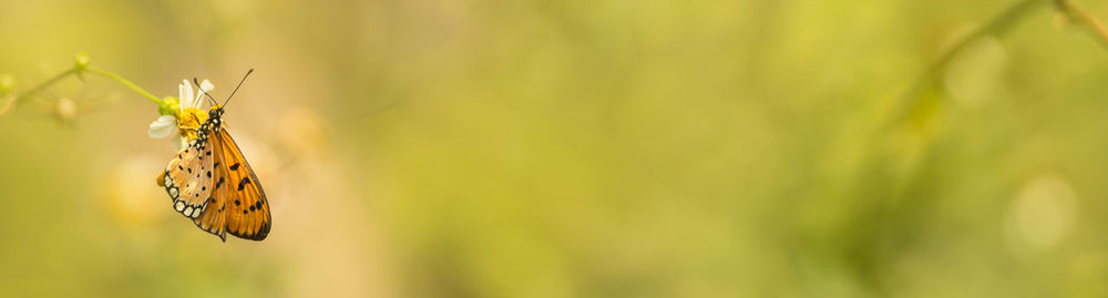 Close-up of butterfly pollinating flower