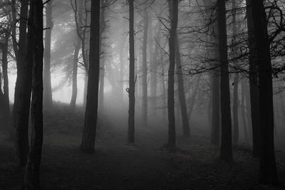 Trees in forest
