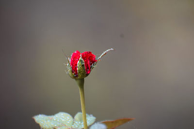 red