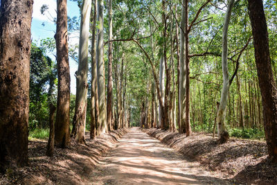 Dirt road amidst trees in forest