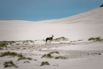 Blesbok or blesbuck antelope in sand dunes at cape of good hope nature reserve, south africa