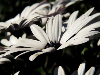 Close-up of white flower