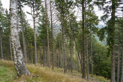 Pine trees in forest