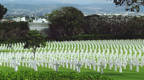 Trees growing in field