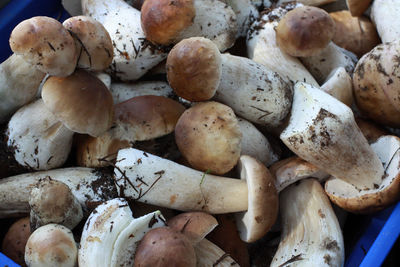 Full frame shot of mushrooms in crate