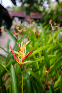 Close-up of red flowering plant