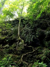 Trees in forest