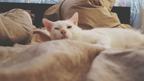 Portrait of cat resting on bed at home