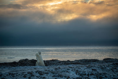 Polar bears wrestling on shoreline at dawn