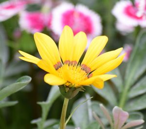 Close-up of yellow flowers blooming outdoors