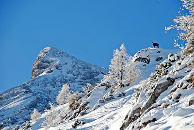 Low angle view of snowcapped mountains against clear blue sky