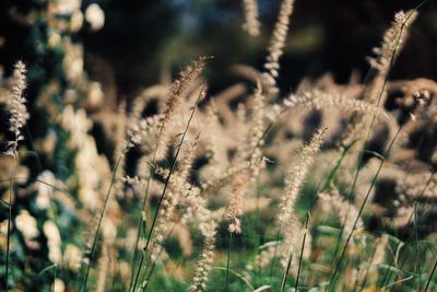 Close-up of stalks in field