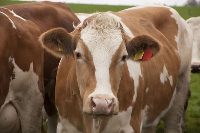 Portrait of cow