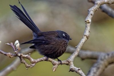 Close-up of bird perching on branch