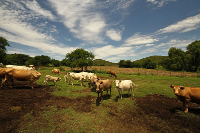 Horses in a field