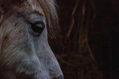 Close-up of horse eye