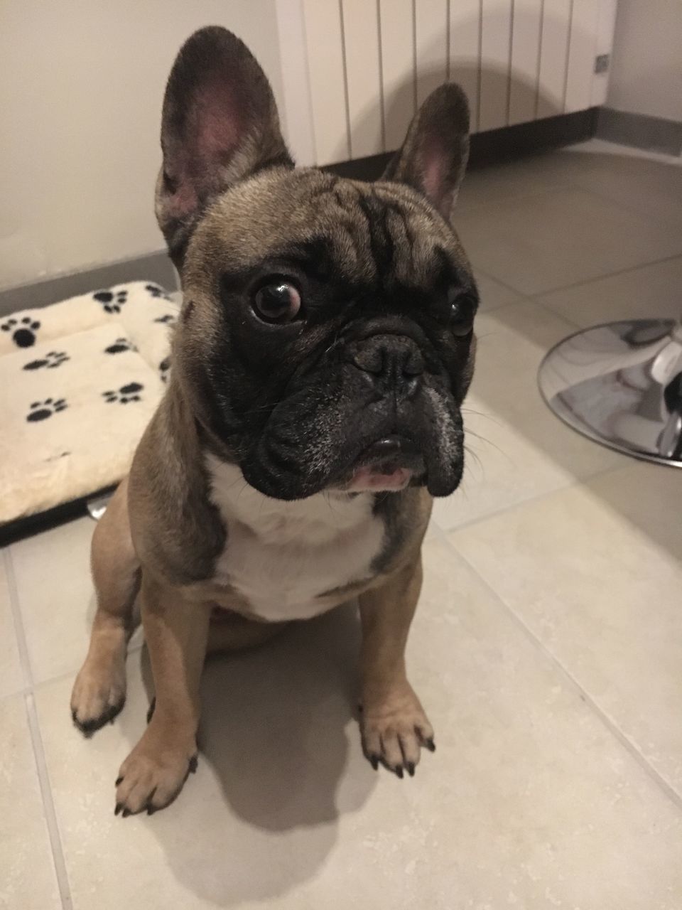 pets, one animal, domestic animals, animal themes, dog, mammal, looking at camera, indoors, no people, home interior, portrait, french bulldog, close-up, day