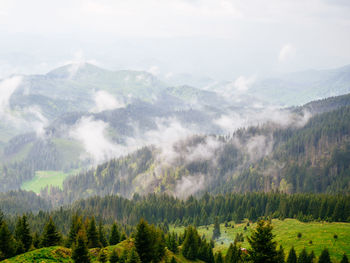 Scenic view of forest against sky