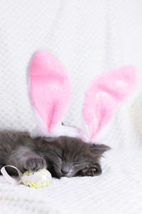 A cute gray kitten sleeps in the ears of an easter bunny next to colorful easter eggs. happy easter. 