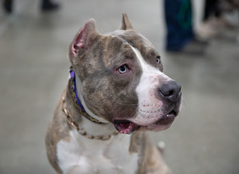 Close-up of a pitbull terrier