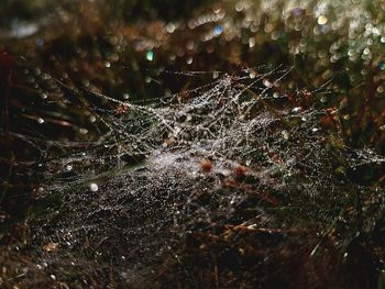 Close-up of water drops on spider web