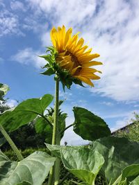 Close-up of sunflower