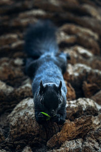 Close-up of black rocks on rock