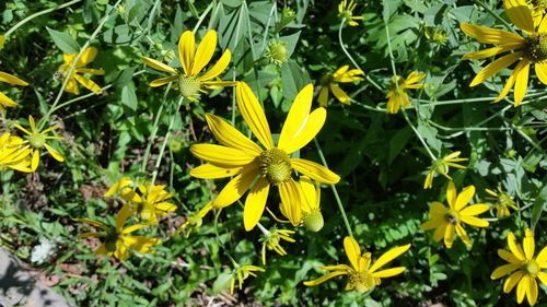 Close-up of yellow flowers blooming on field